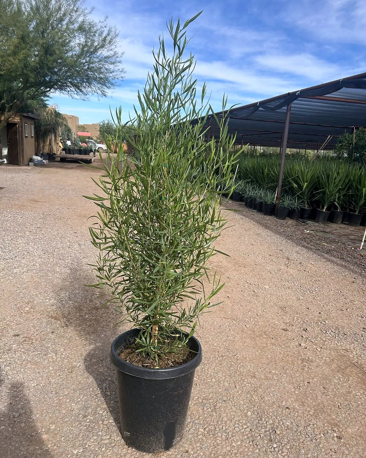 Green Hopseed