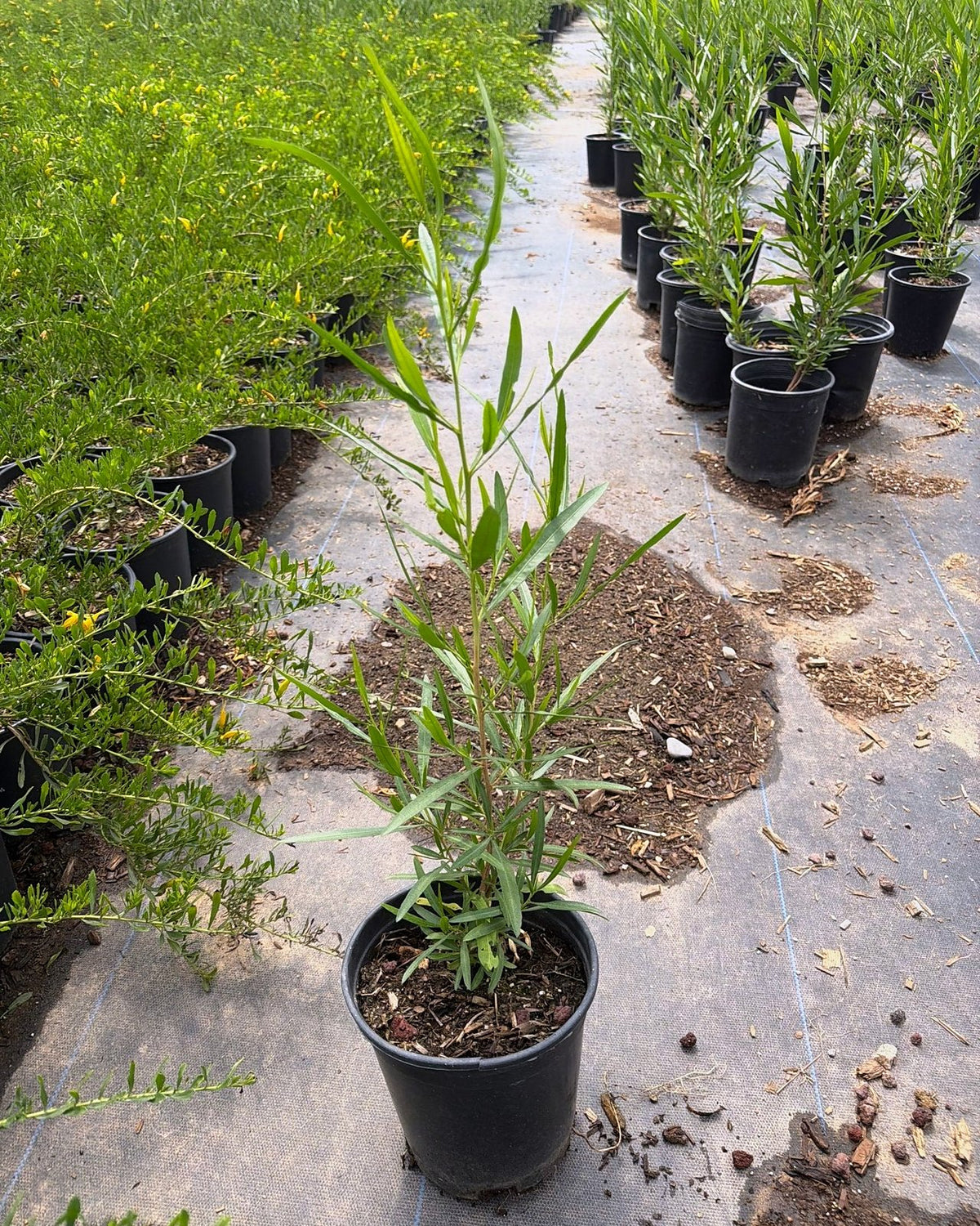 Green Hopseed