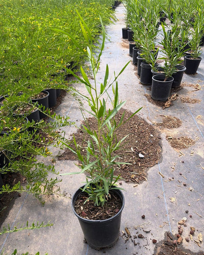Green Hopseed