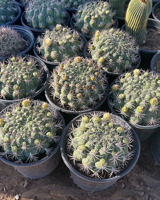 Gymnocalycium multiflorum