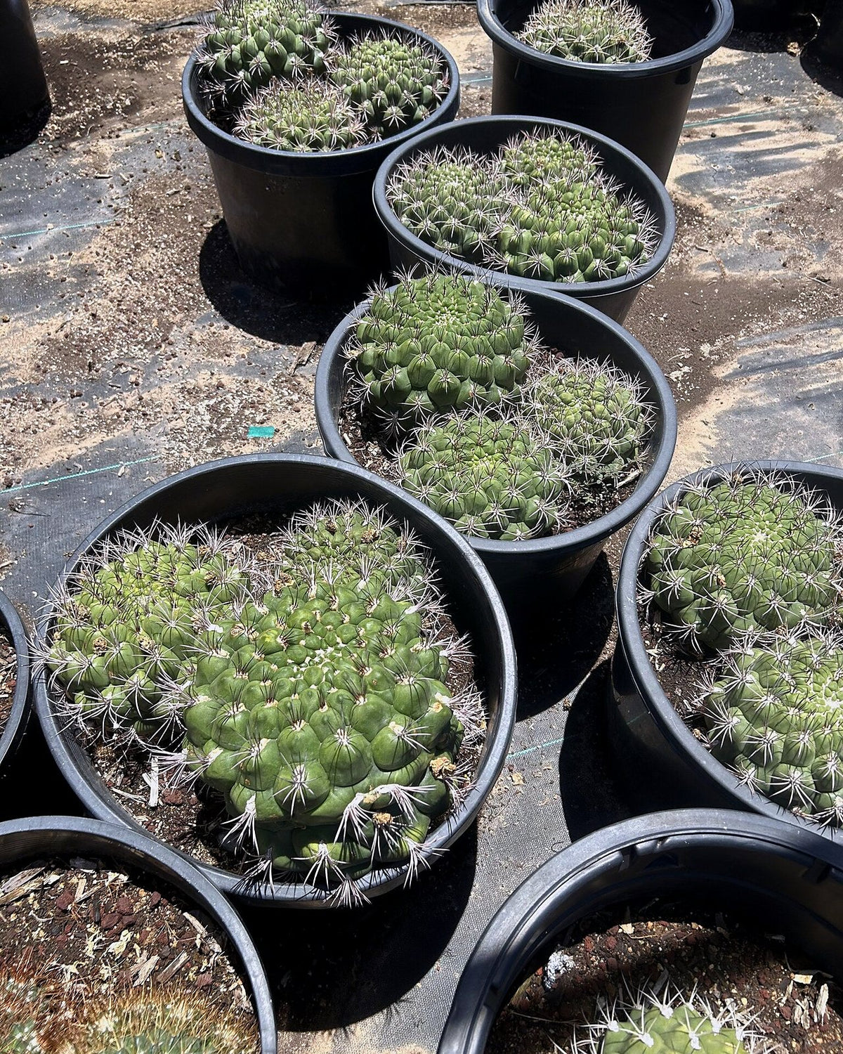 Gymnocalycium saglionis