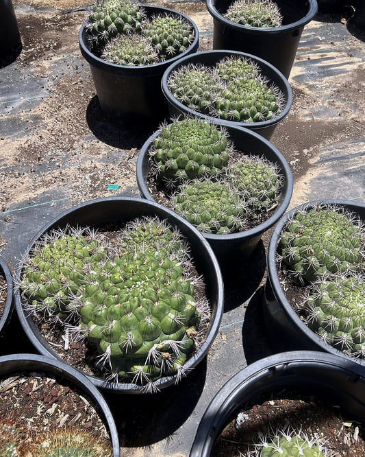 Gymnocalycium saglionis