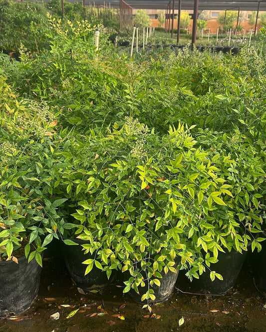 Heavenly Bamboo