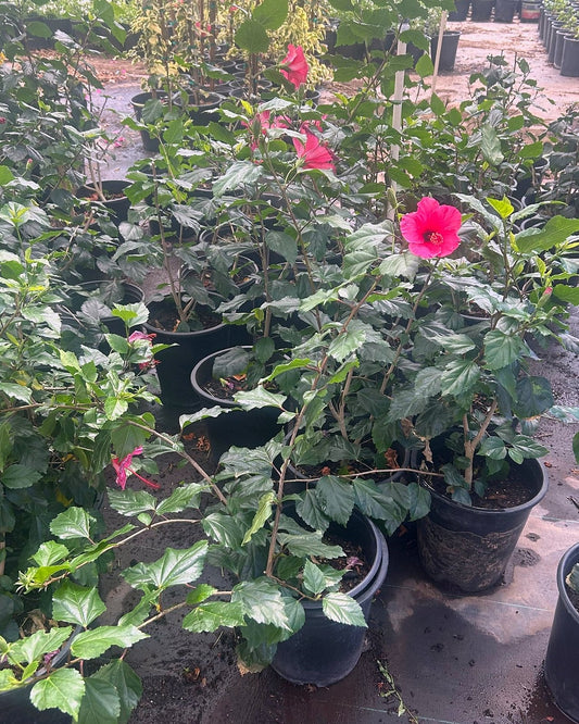 Pink Hibiscus