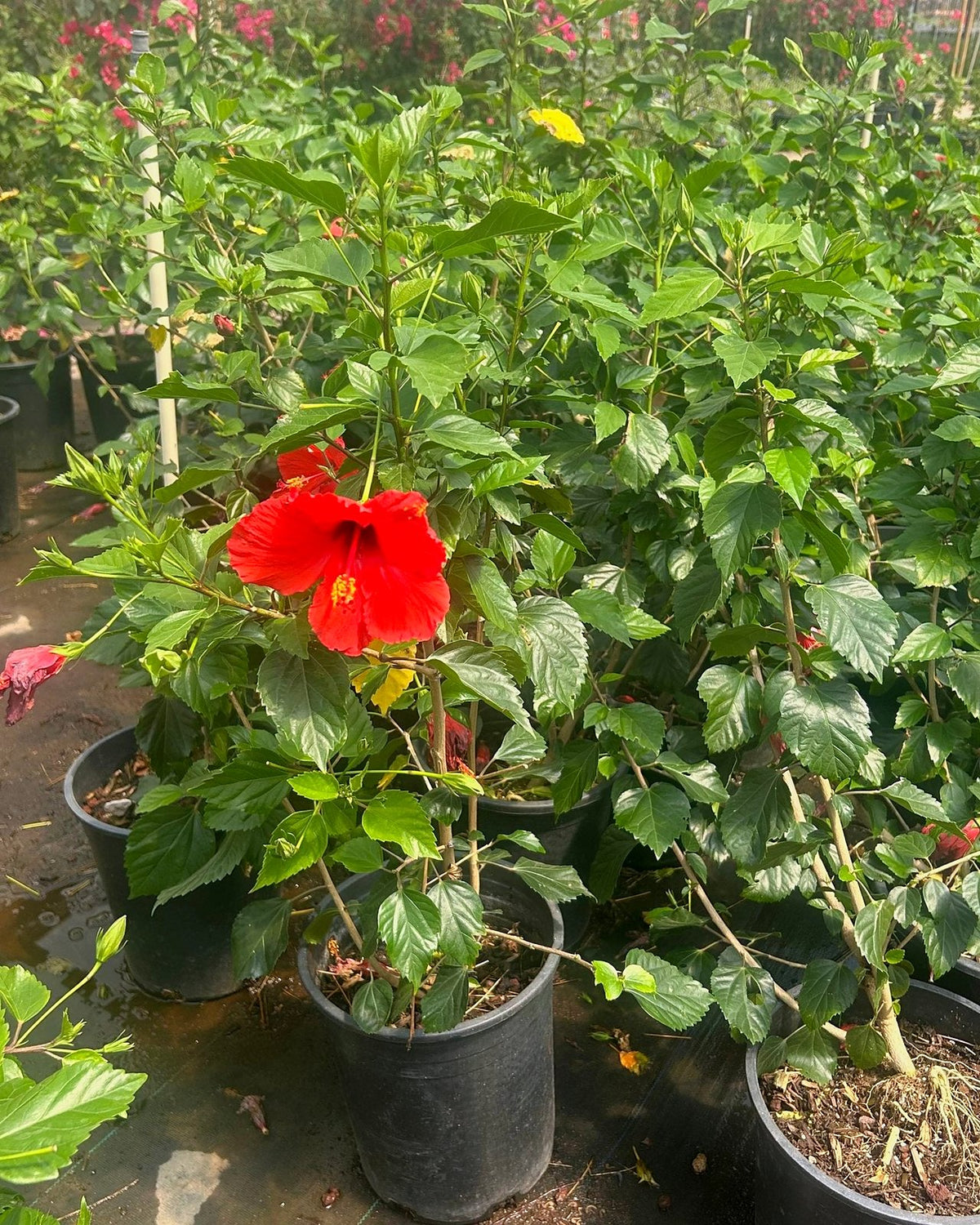Red Hibiscus