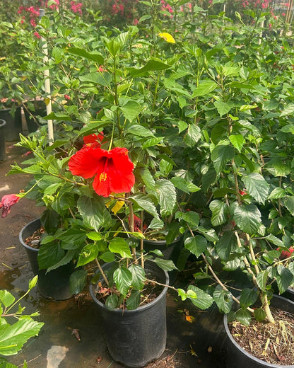 Red Hibiscus
