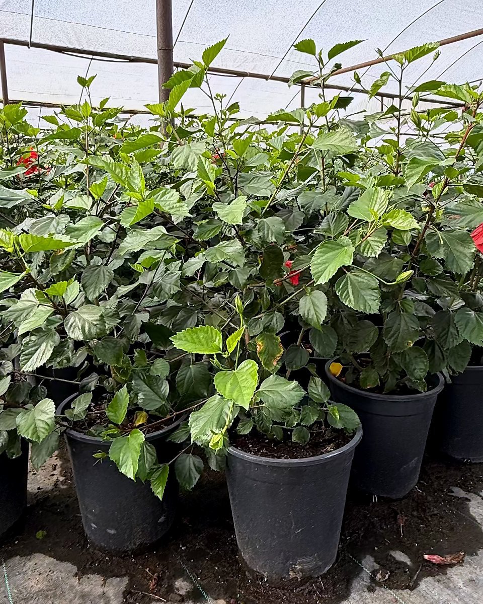 Red Hibiscus