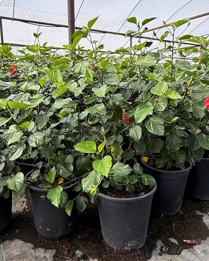 Red Hibiscus