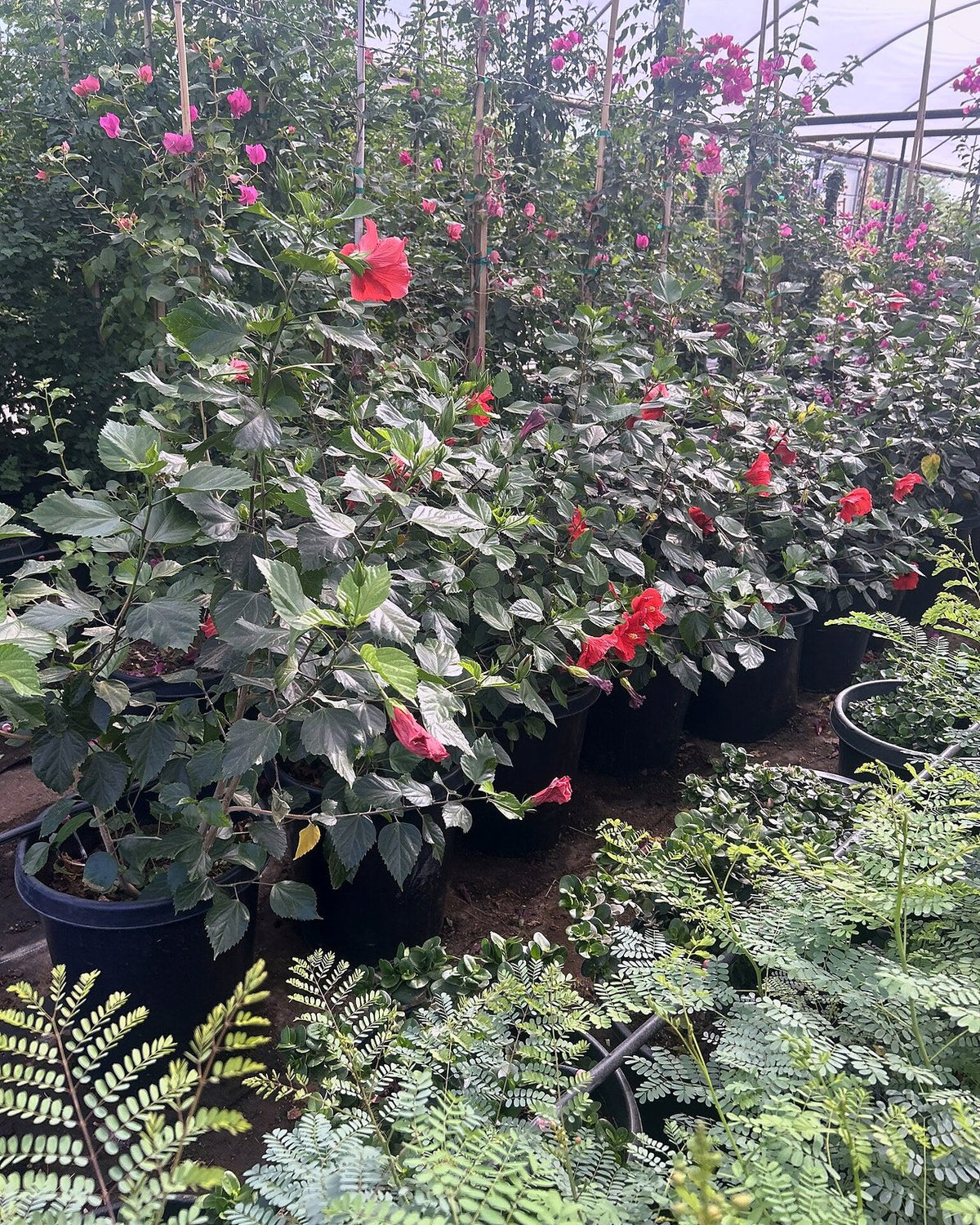 Red Hibiscus