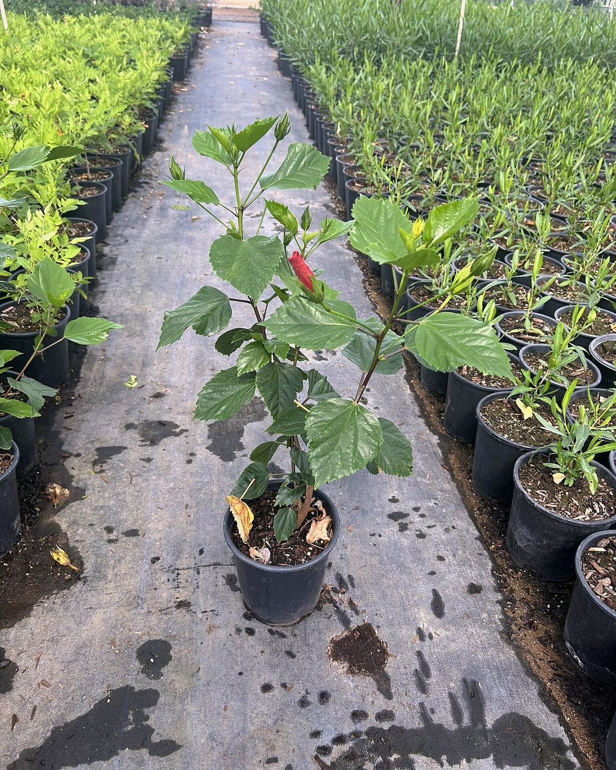 Red Hibiscus