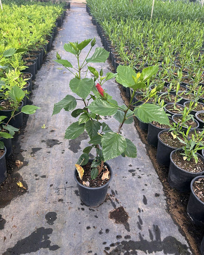 Red Hibiscus