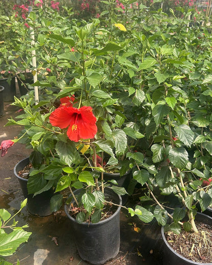 Red Hibiscus