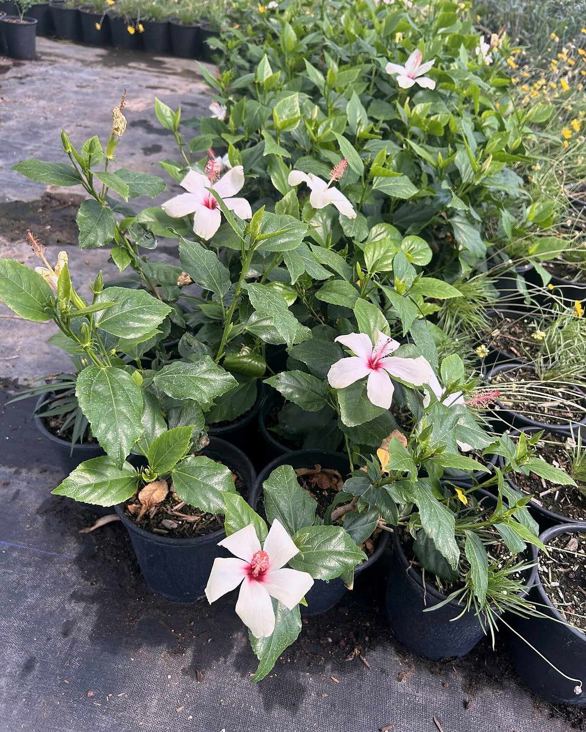 White Hibiscus