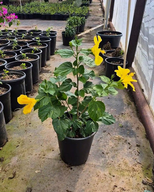 Yellow Hibiscus