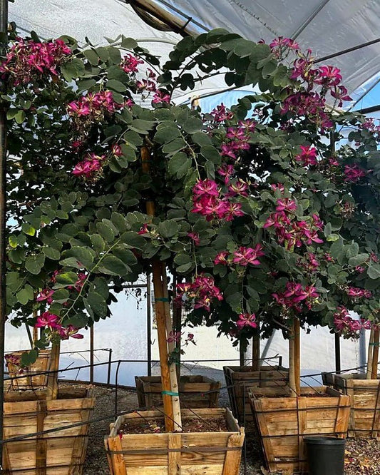 Hong Kong Orchid Tree