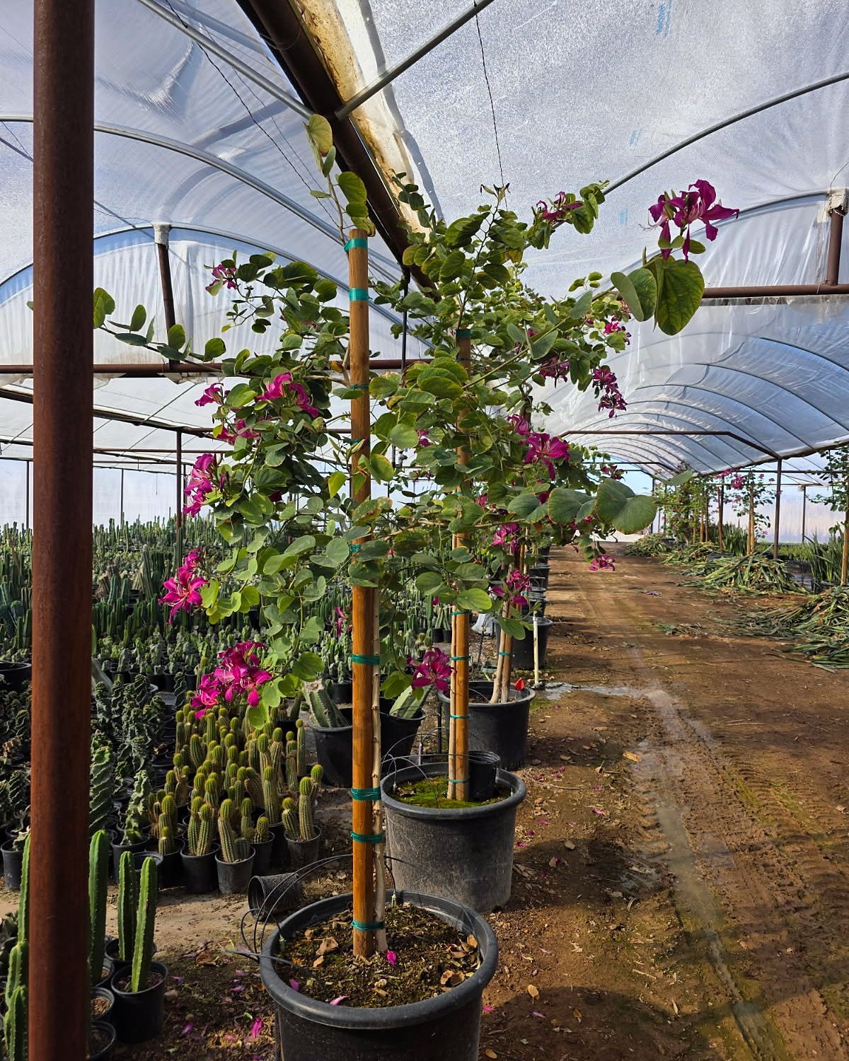 Hong Kong Orchid Tree