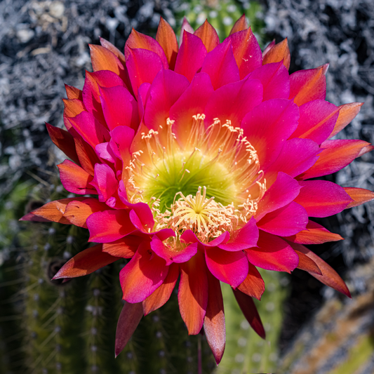 Hybrid East Lily Cactus