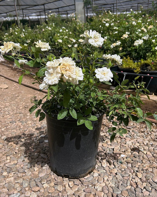 White Iceberg Rose