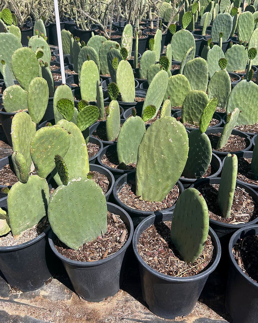 Indian Fig Prickly Pear