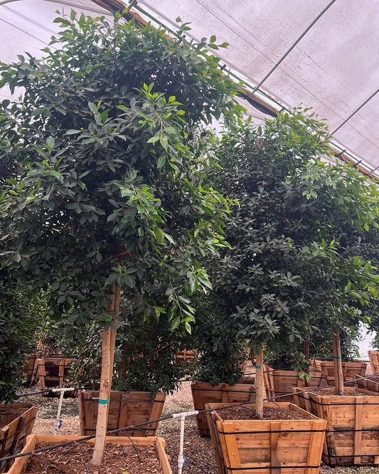 Indian Laurel Ficus Tree