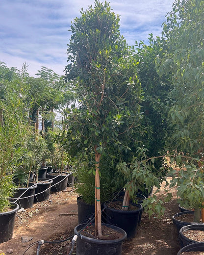 Indian Laurel Ficus Tree