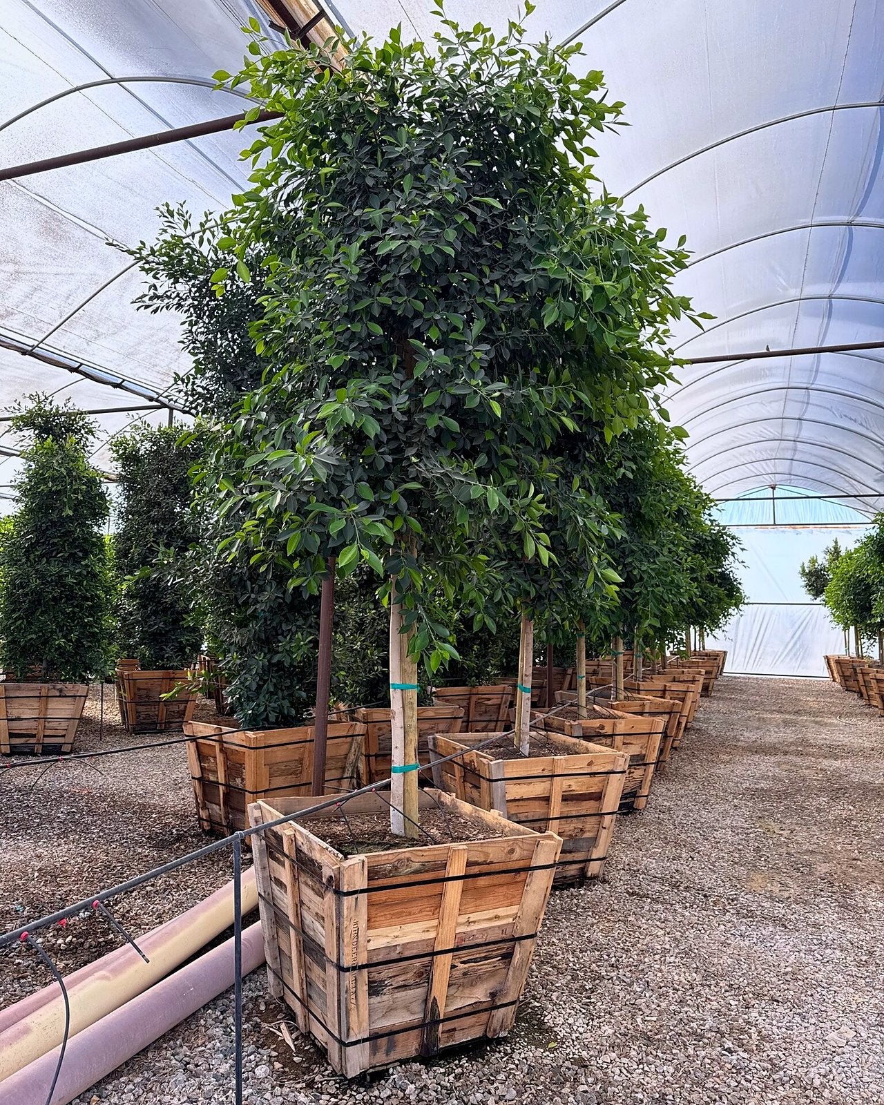 Indian Laurel Ficus Tree