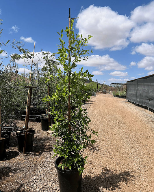 Indian Laurel Ficus Column