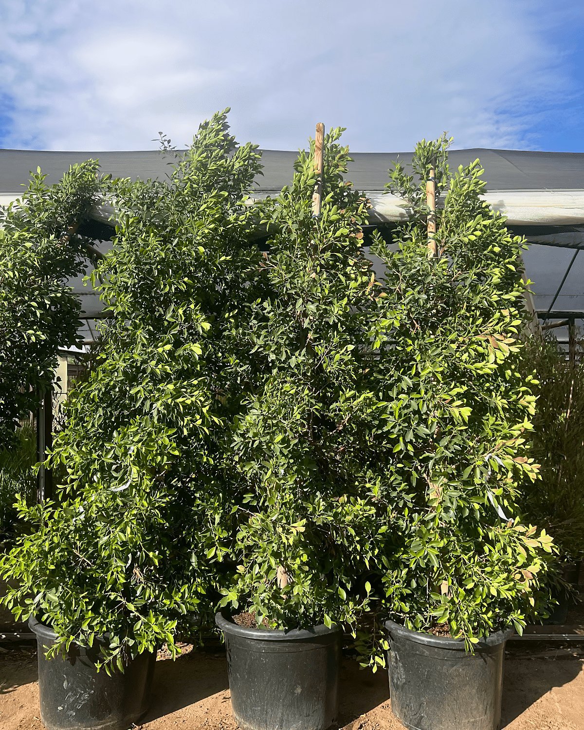 Indian Laurel Ficus Column