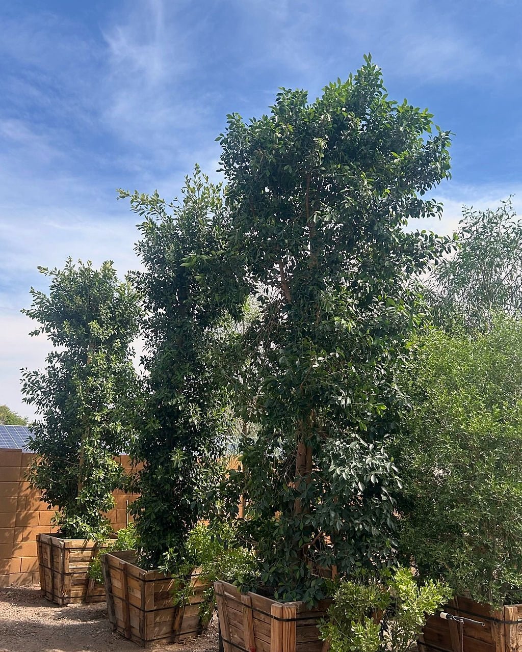Indian Laurel Ficus Column