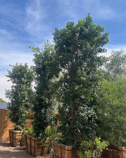 Indian Laurel Ficus Column