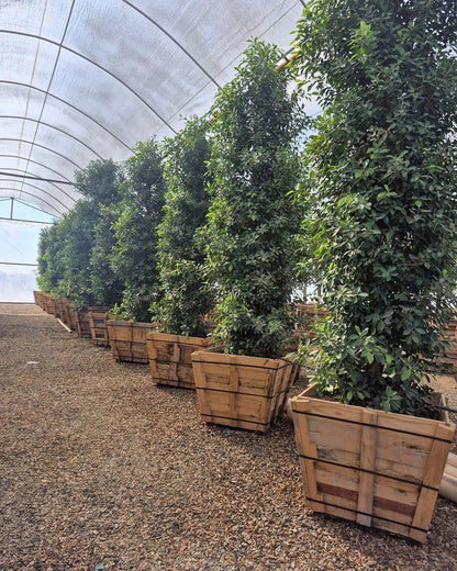 Indian Laurel Ficus Column
