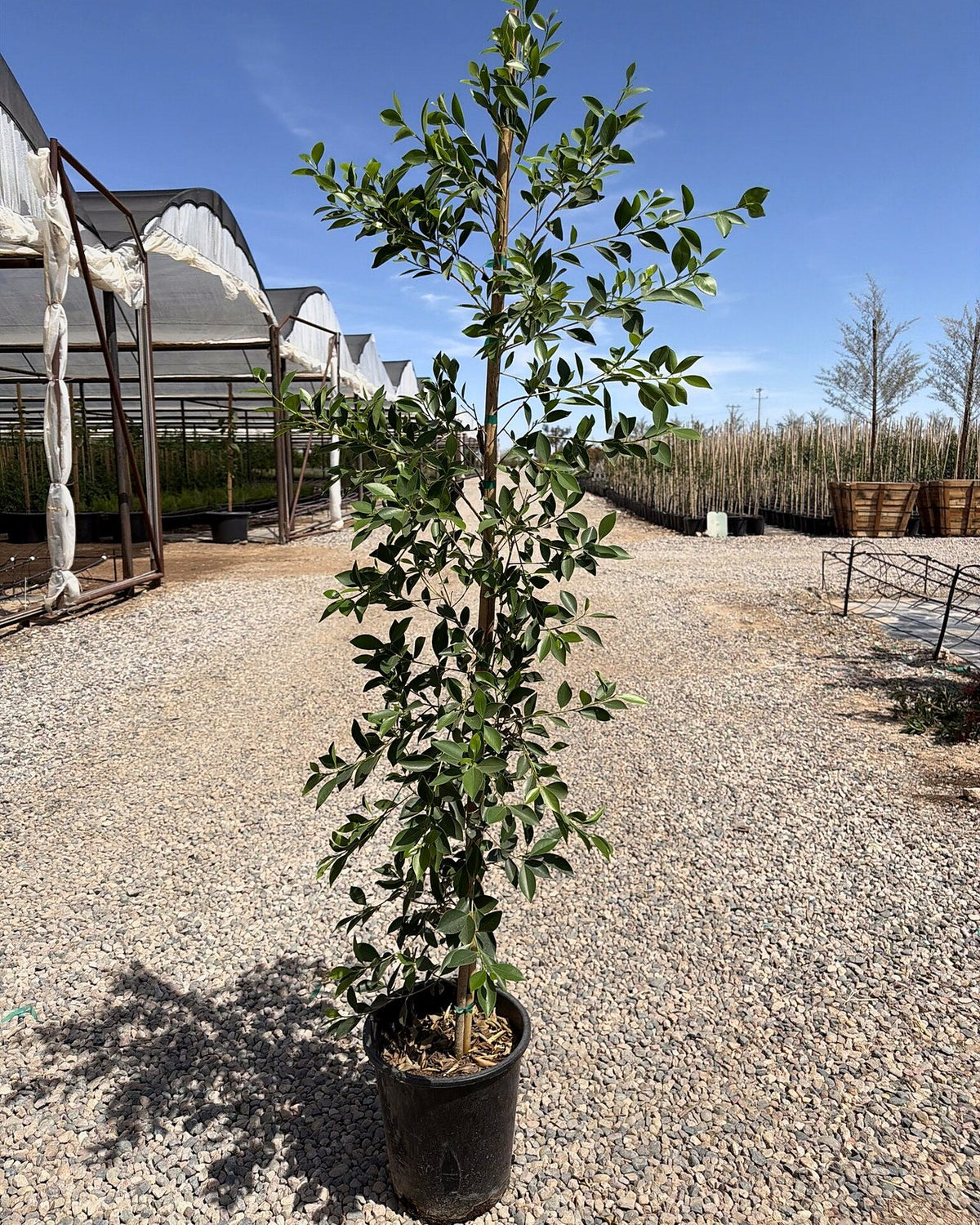 Indian Laurel Ficus Column