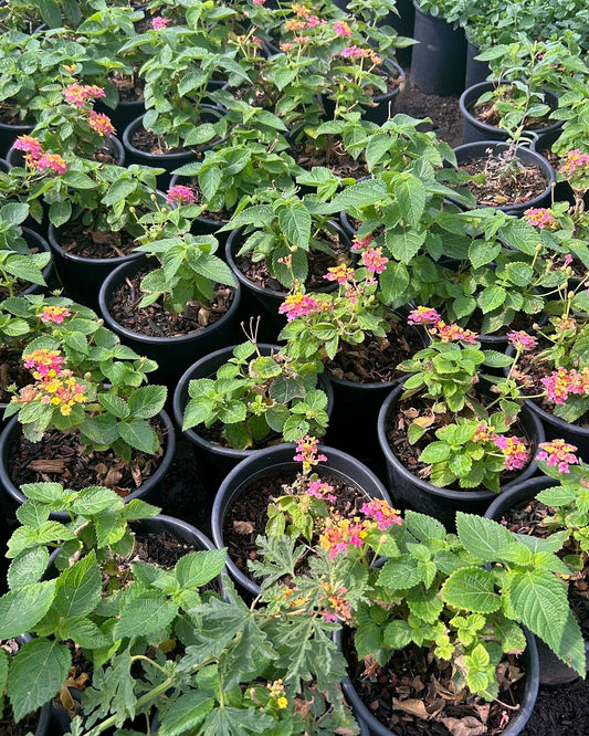 Irene Lantana