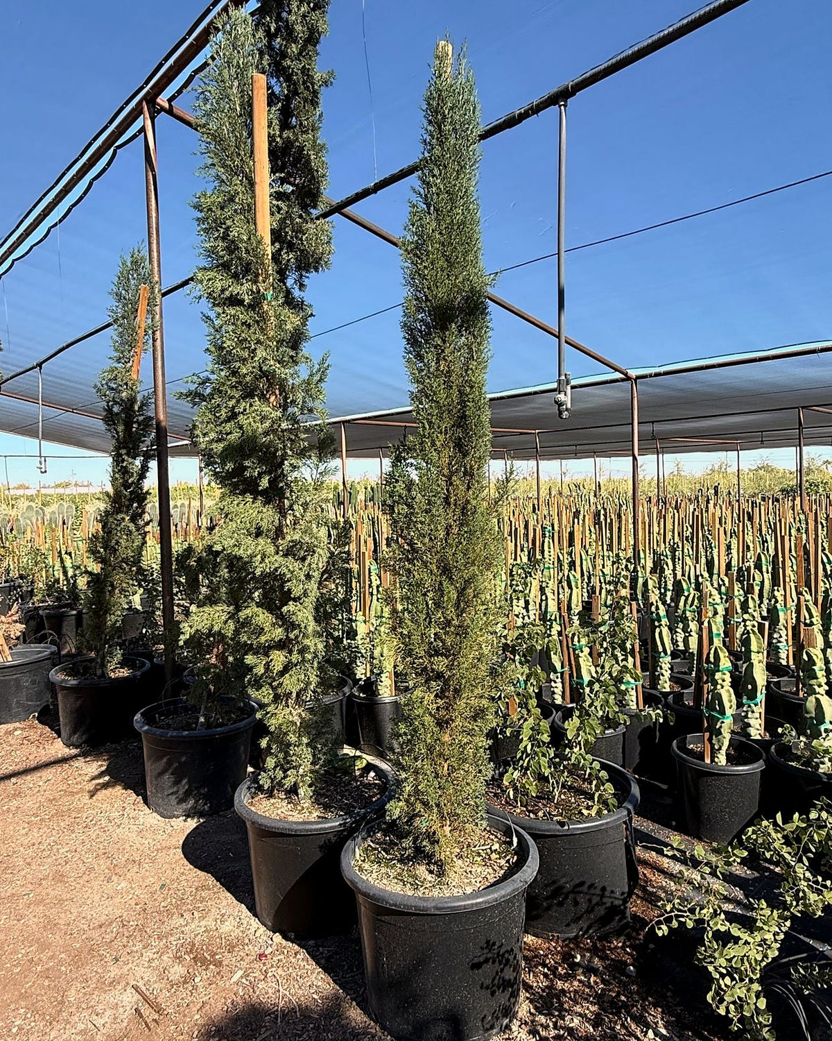 Italian Cypress
