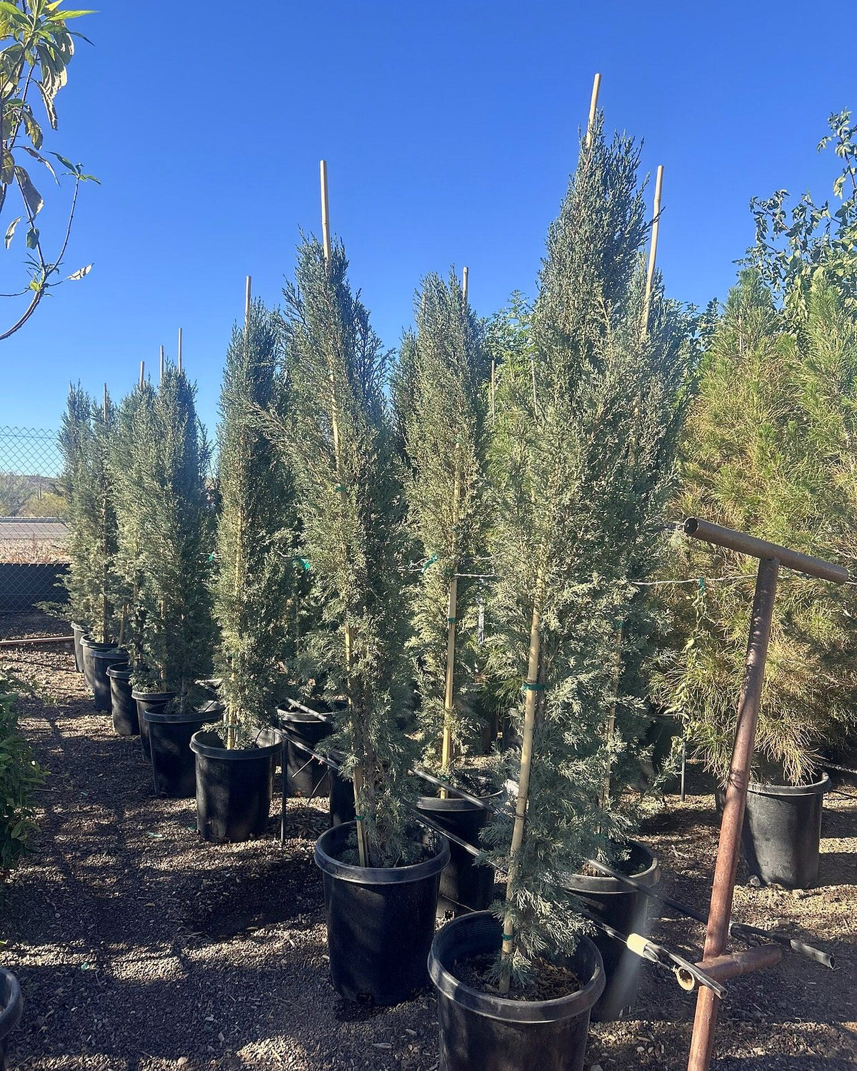 Italian Cypress
