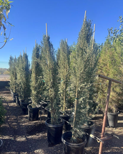 Italian Cypress
