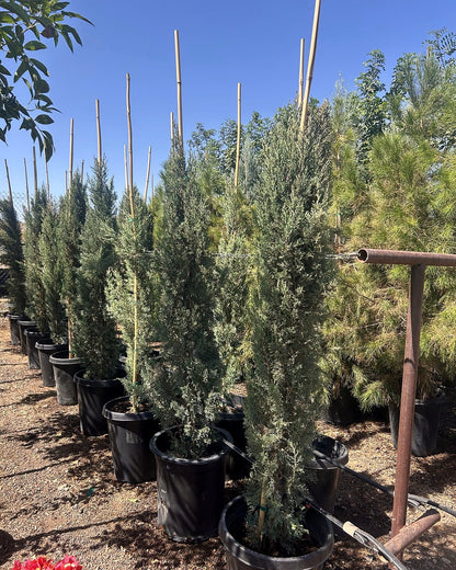Italian Cypress