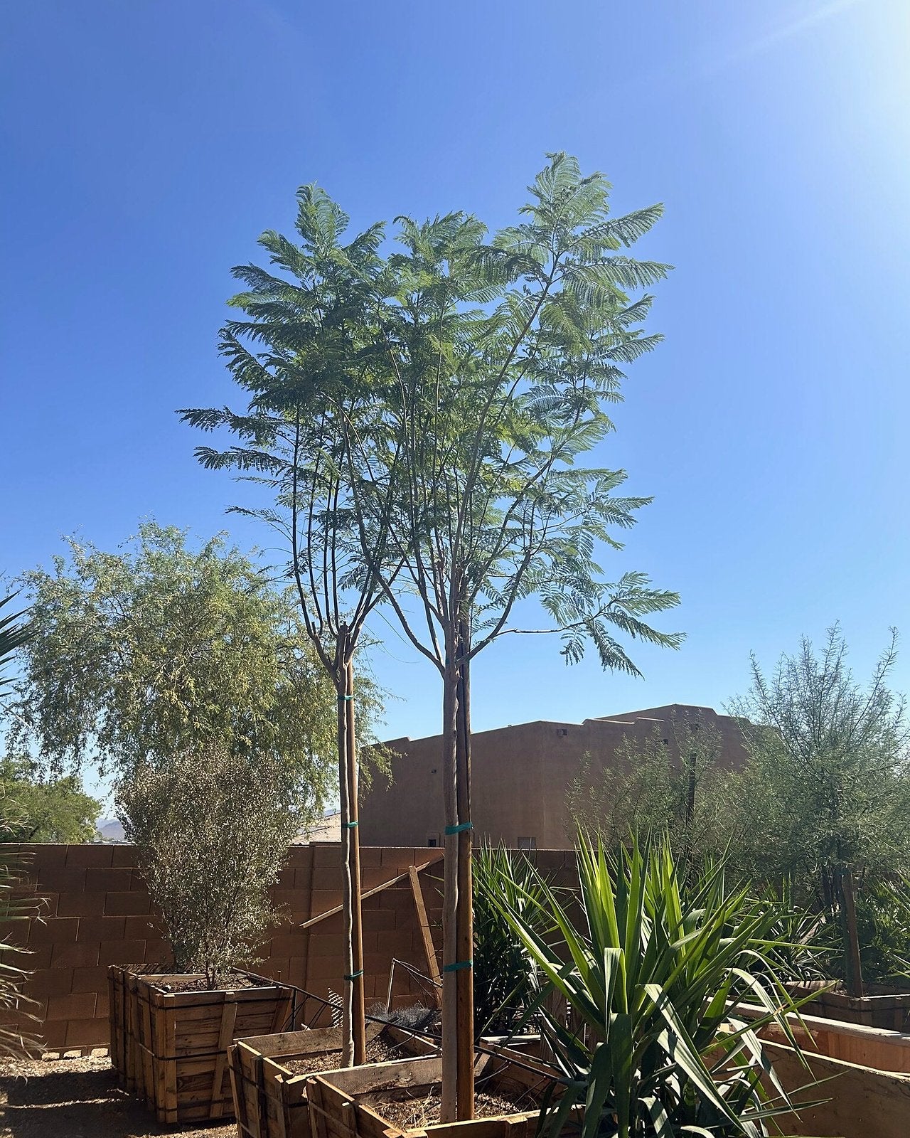 Jacaranda Tree
