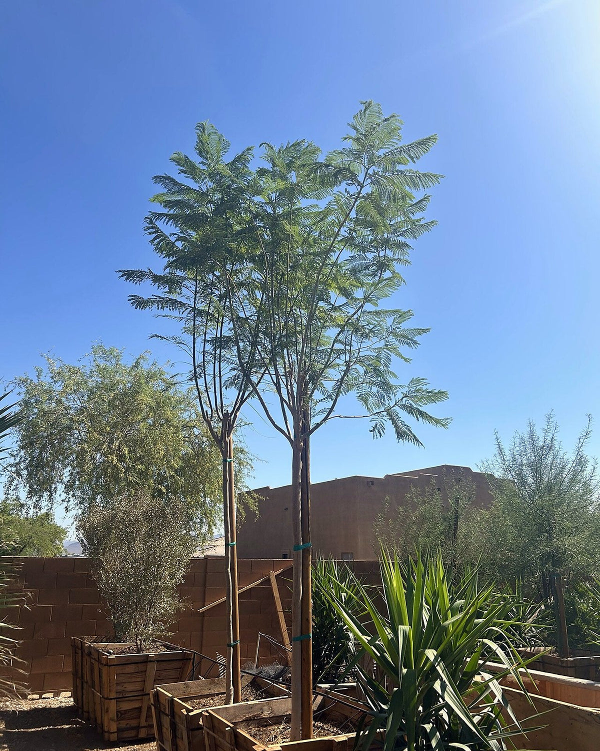 Jacaranda Tree