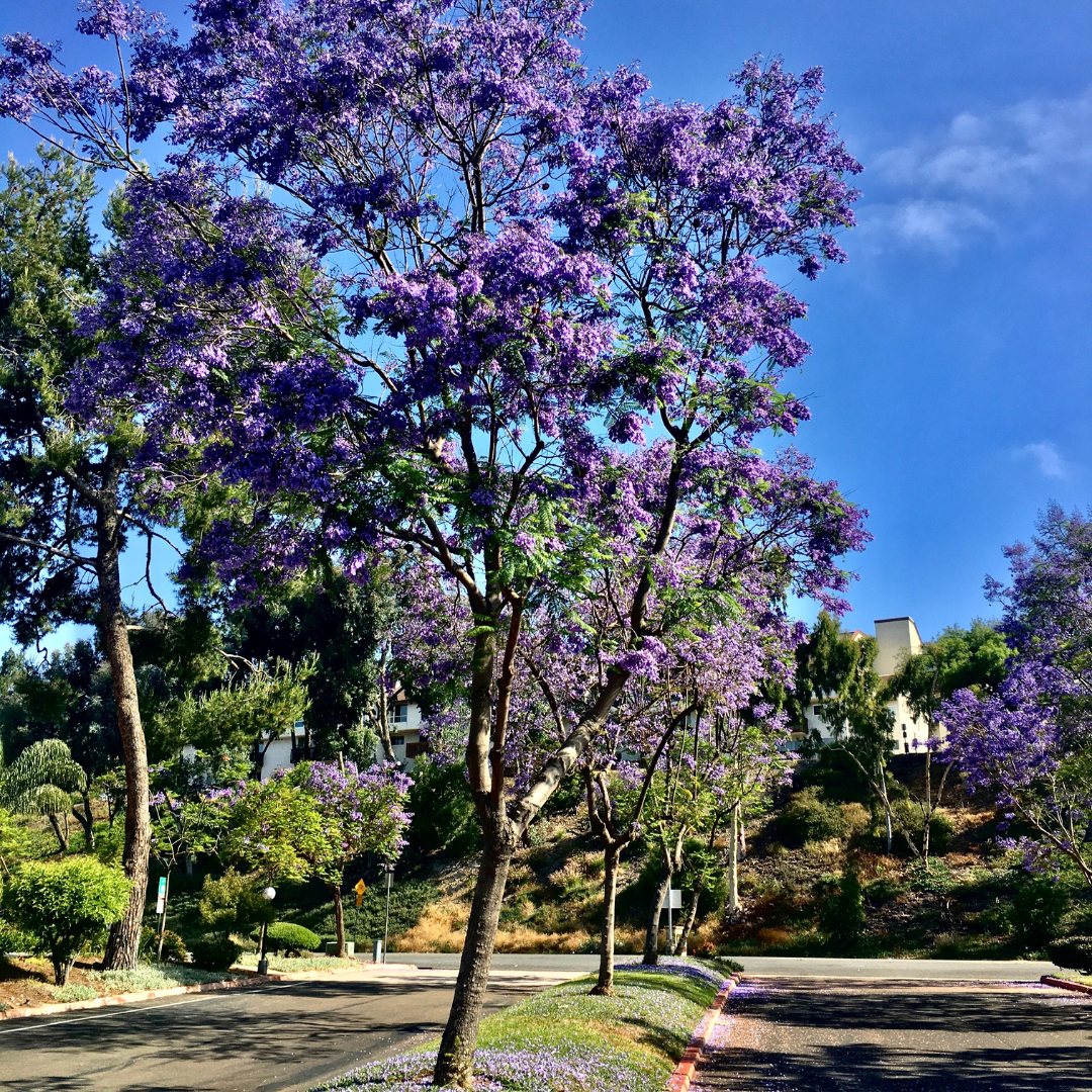 Jacaranda Tree