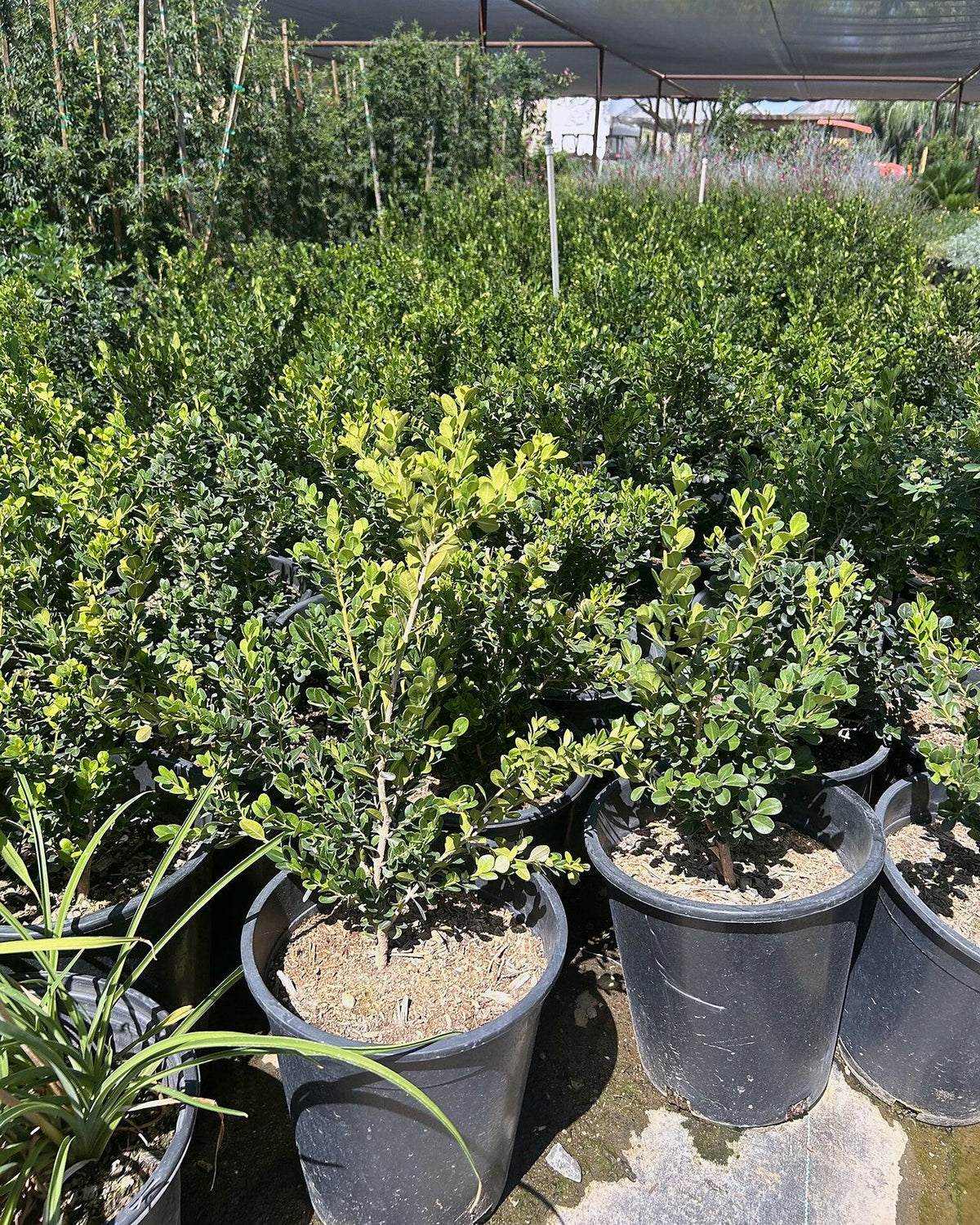 Japanese Boxwood