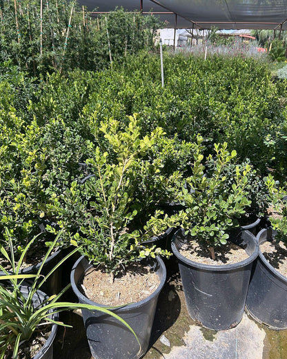 Japanese Boxwood