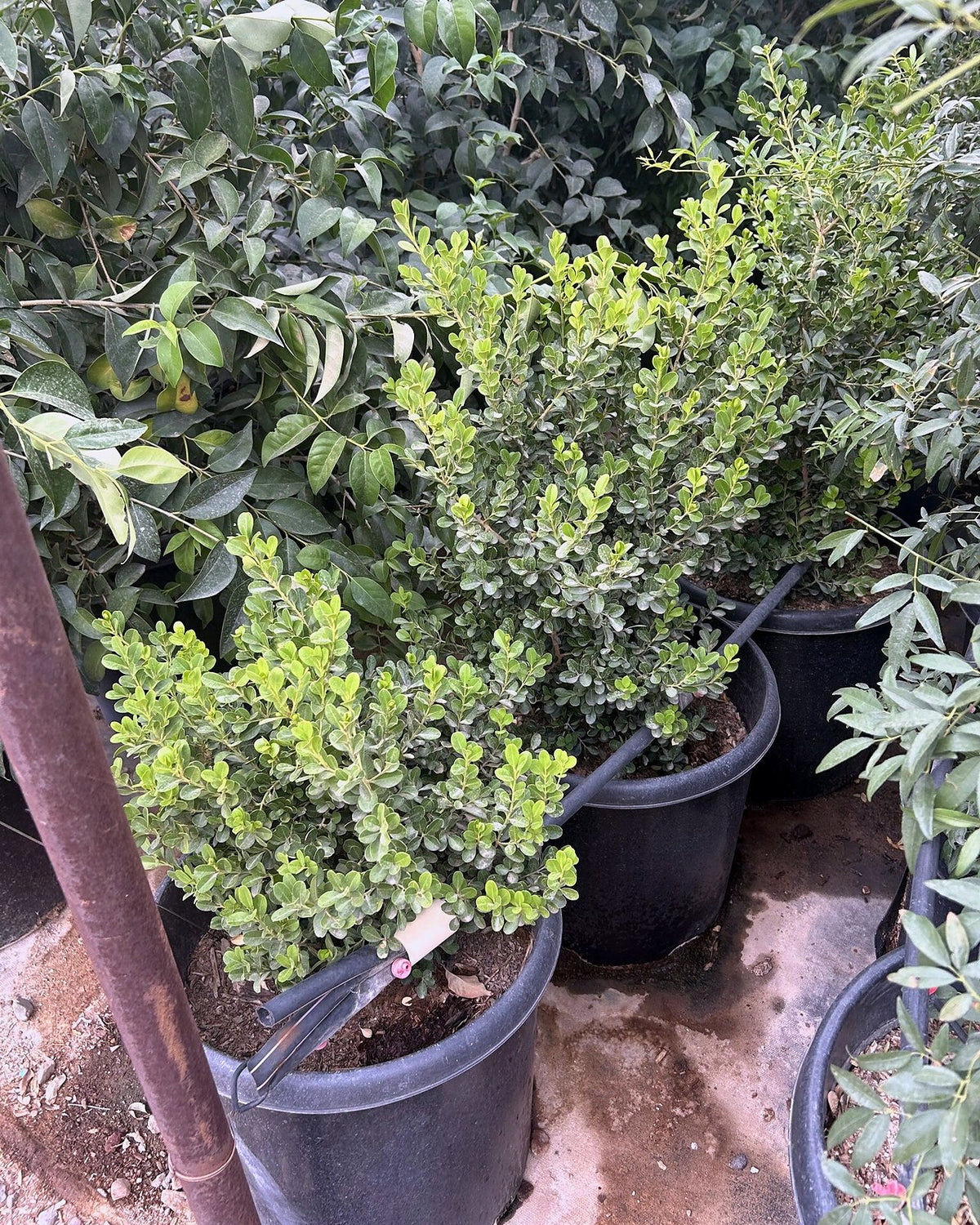 Japanese Boxwood