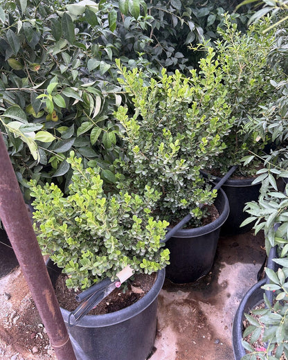Japanese Boxwood