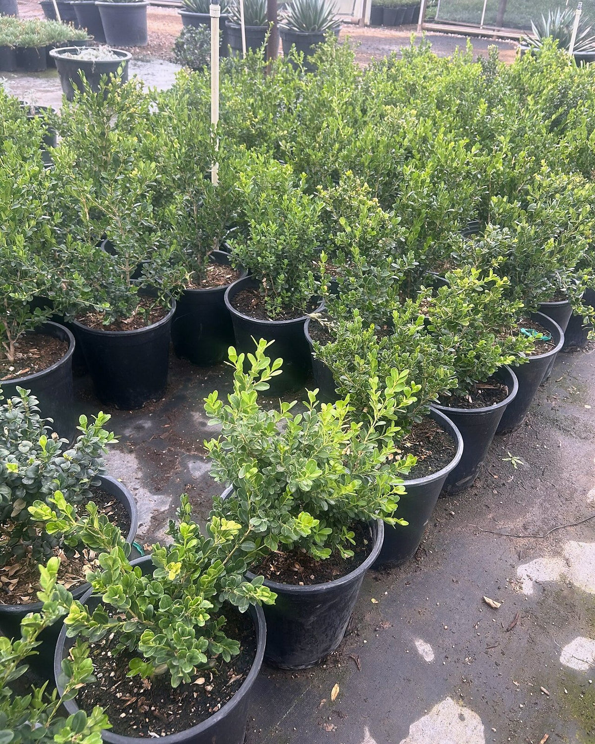 Japanese Boxwood