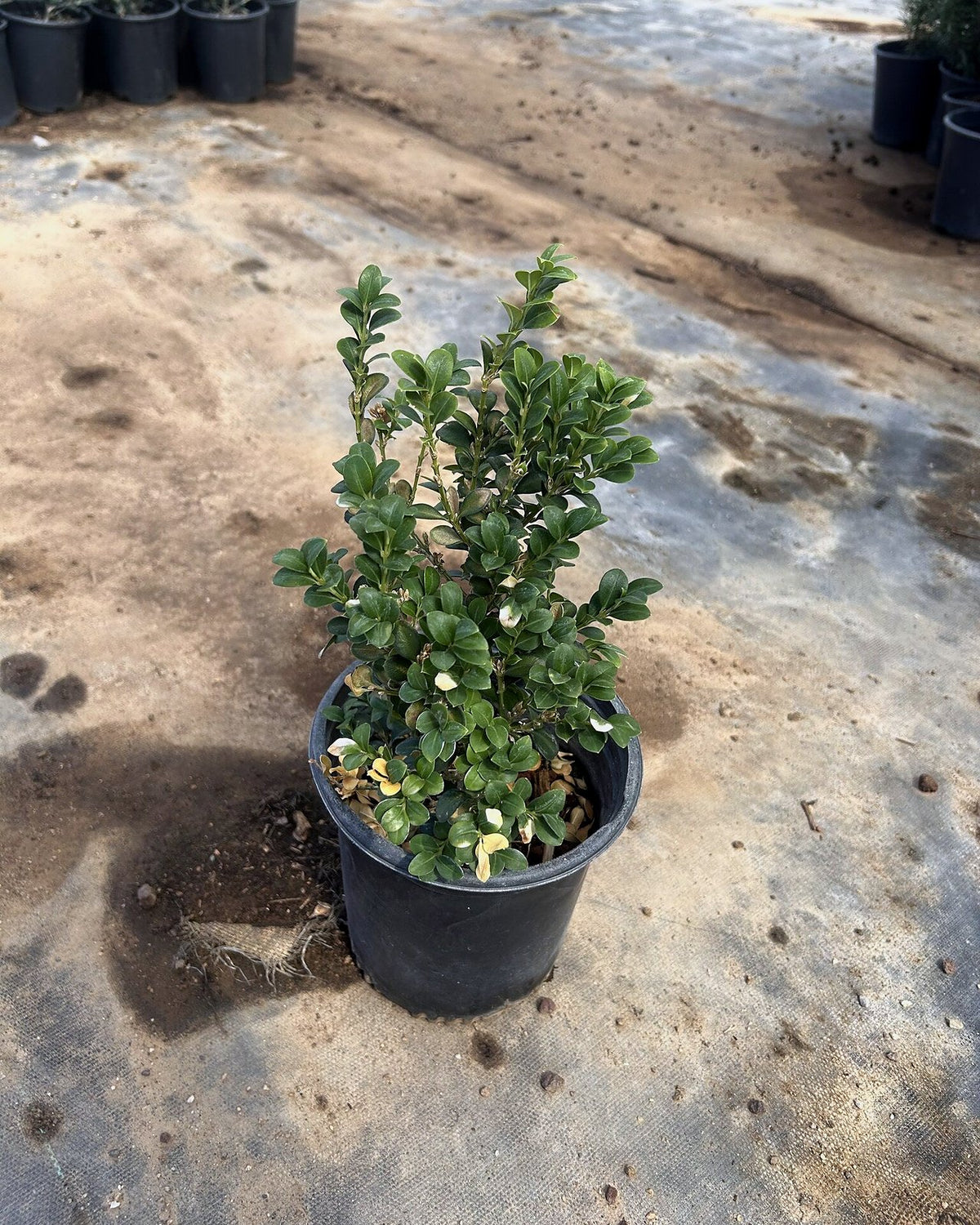 Japanese Boxwood