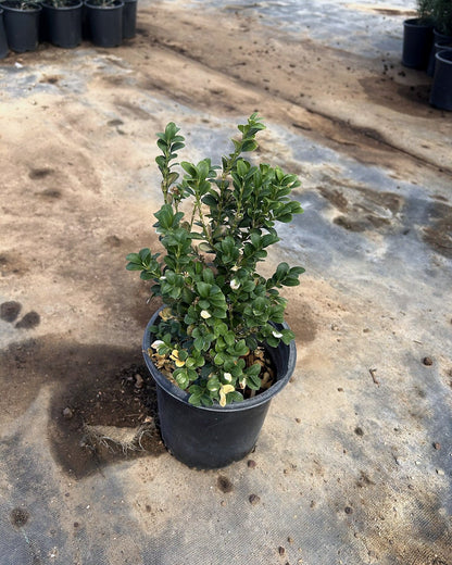 Japanese Boxwood