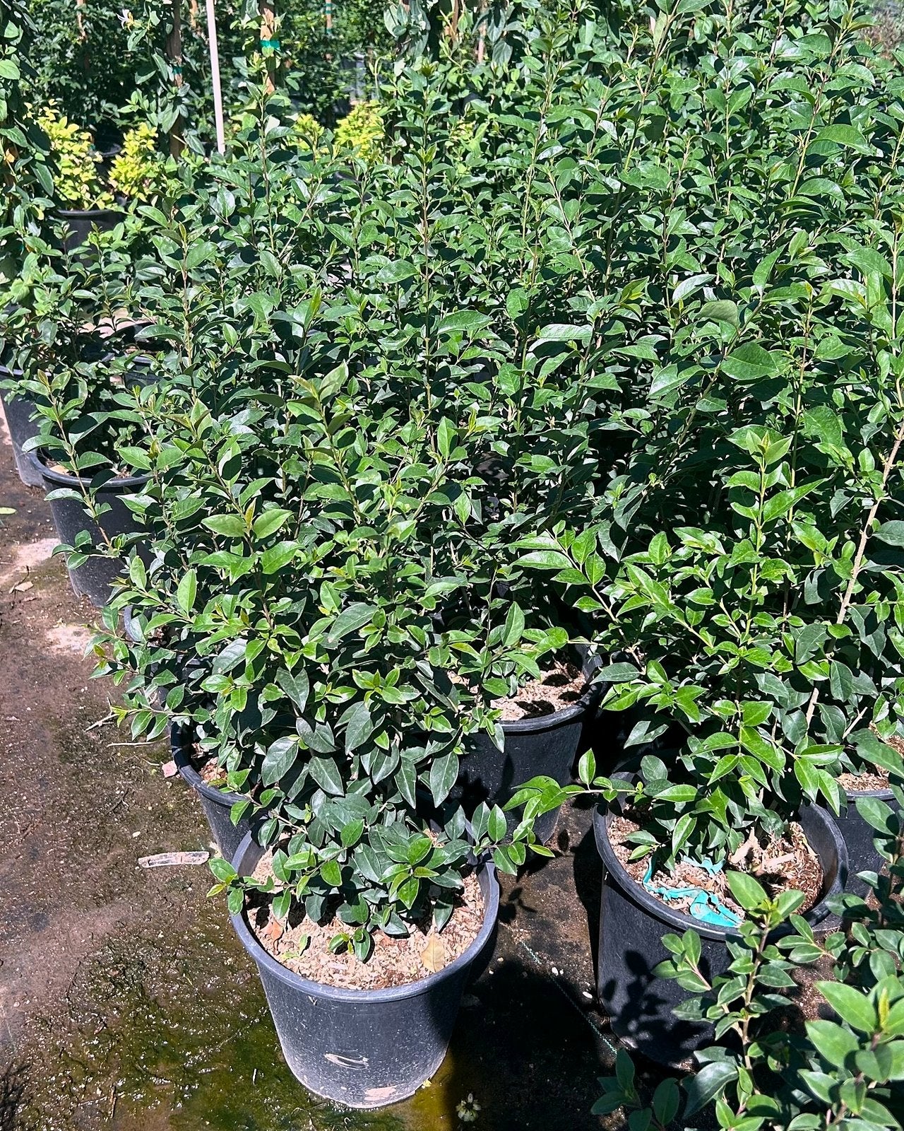 Japanese Privet Bush