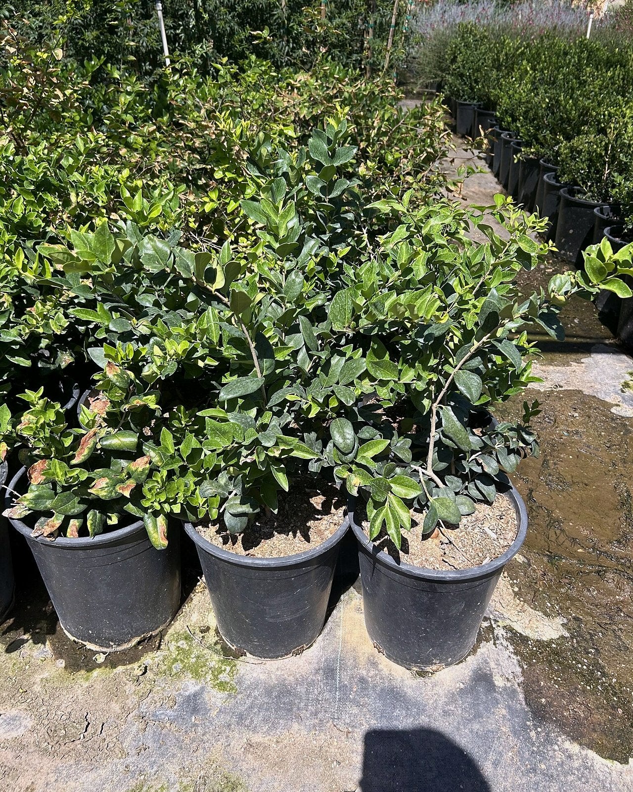 Japanese Privet Bush