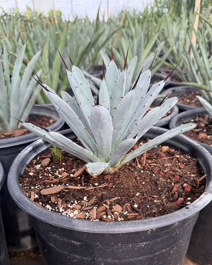 Jet Tip Agave